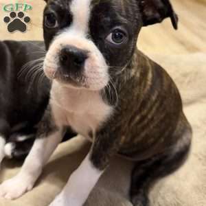 Ruger, Boston Terrier Puppy