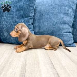 Roscoe, Dachshund Puppy