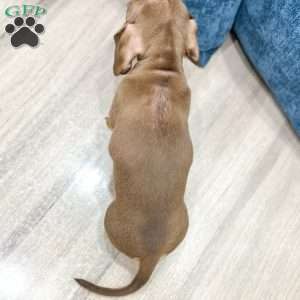 Roscoe, Dachshund Puppy