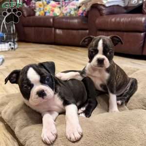 Ruger, Boston Terrier Puppy