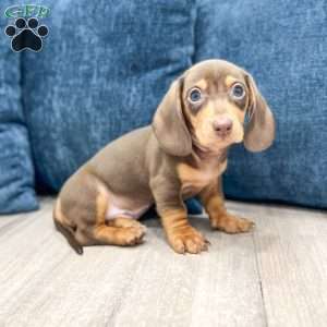 Roscoe, Dachshund Puppy