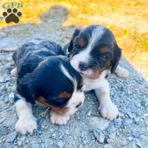 Cooper, Cavalier King Charles Spaniel Puppy