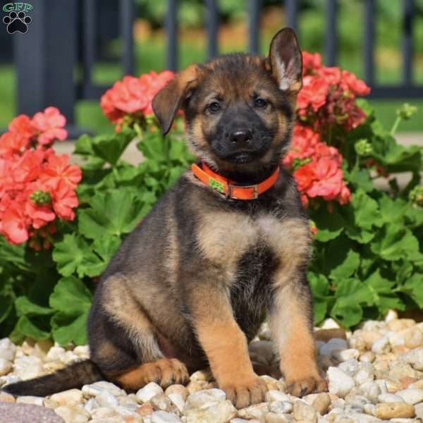Eliza, German Shepherd Puppy