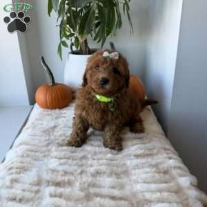 Princess, Mini Goldendoodle Puppy