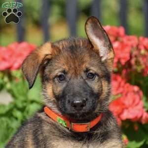 Eliza, German Shepherd Puppy