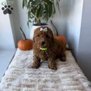 Princess, Mini Goldendoodle Puppy