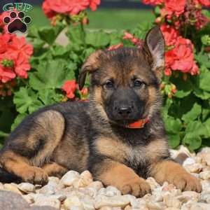 Eliza, German Shepherd Puppy