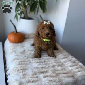 Princess, Mini Goldendoodle Puppy