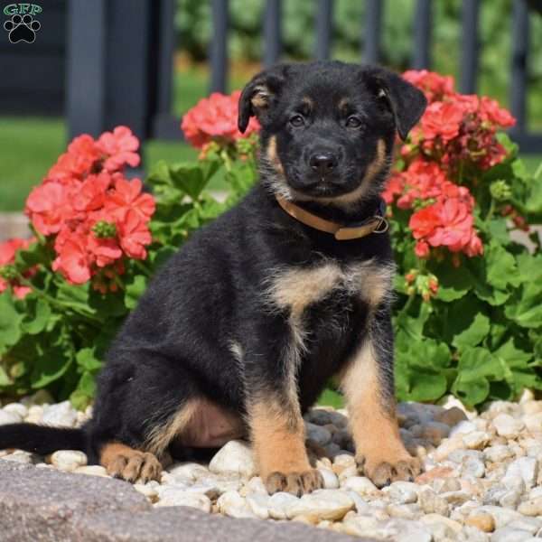 Emerald, German Shepherd Puppy