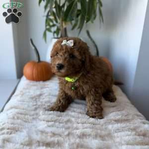 Princess, Mini Goldendoodle Puppy