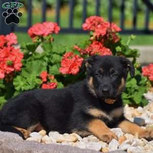 Emerald, German Shepherd Puppy