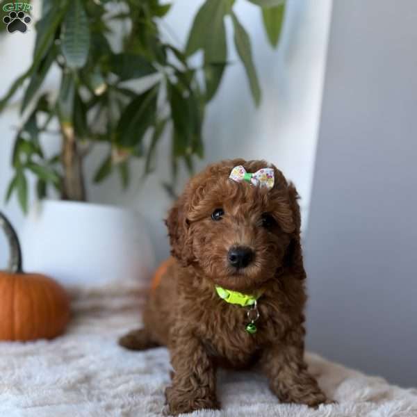 Princess, Mini Goldendoodle Puppy