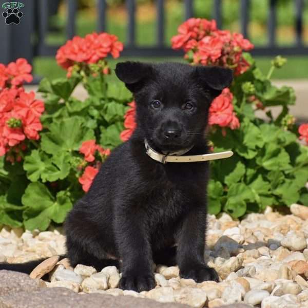 Emily, German Shepherd Puppy