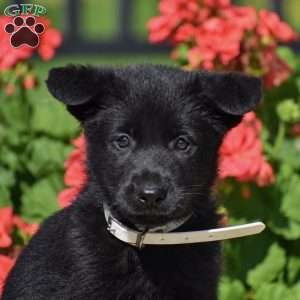 Emily, German Shepherd Puppy