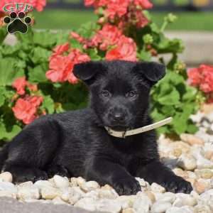 Emily, German Shepherd Puppy