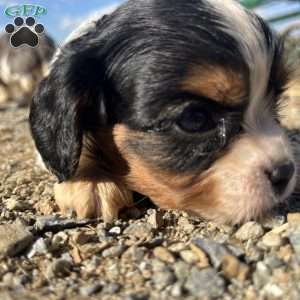 Cooper, Cavalier King Charles Spaniel Puppy