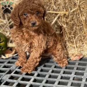 Teresa, Mini Goldendoodle Puppy