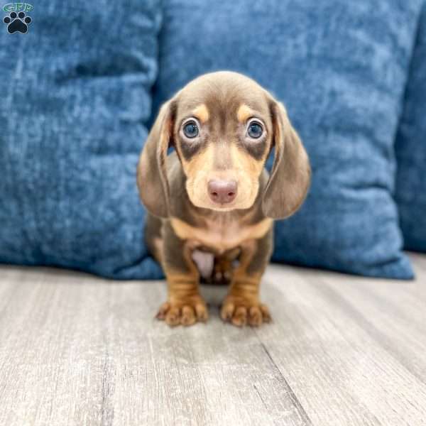 Roscoe, Dachshund Puppy