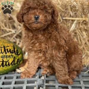 Tony, Mini Goldendoodle Puppy