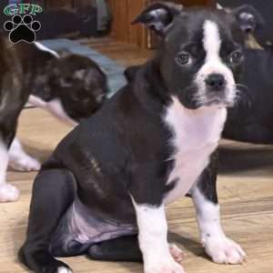 Braylee, Boston Terrier Puppy