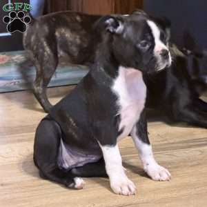Braylee, Boston Terrier Puppy