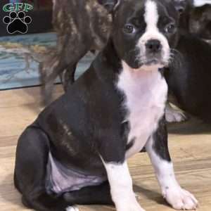 Brooklyn, Boston Terrier Puppy
