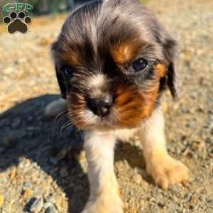 Oliver, Cavalier King Charles Spaniel Puppy