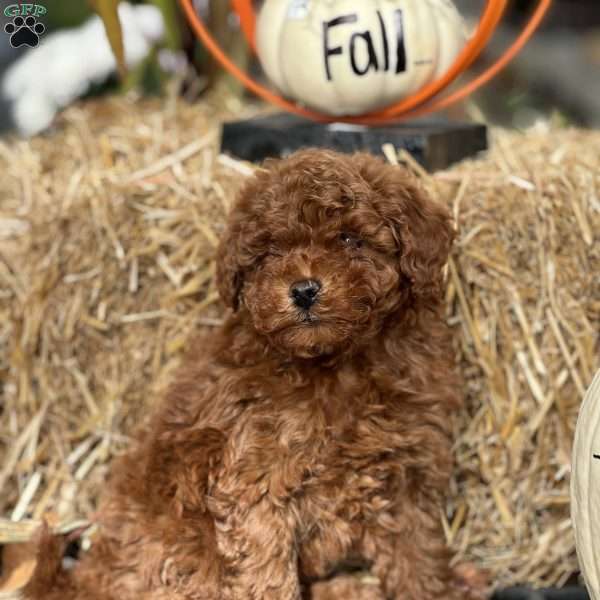 Tony, Mini Goldendoodle Puppy