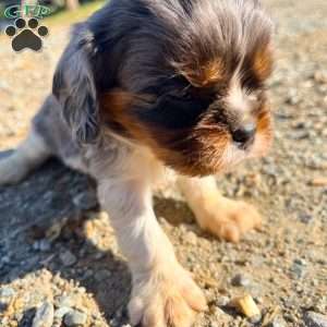 Oliver, Cavalier King Charles Spaniel Puppy