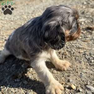 Oliver, Cavalier King Charles Spaniel Puppy