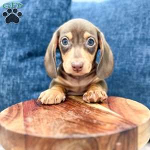 Roscoe, Dachshund Puppy
