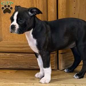 Braylee, Boston Terrier Puppy