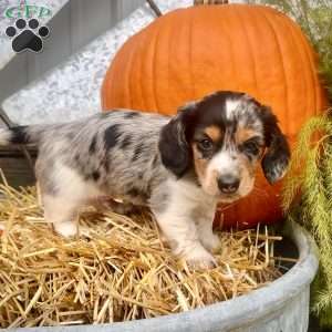 Lil’ Pepperjack, Dachshund Puppy