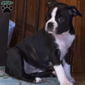 Braylee, Boston Terrier Puppy