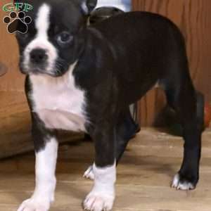 Braylee, Boston Terrier Puppy