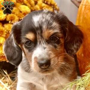Lil’ Pepperjack, Dachshund Puppy