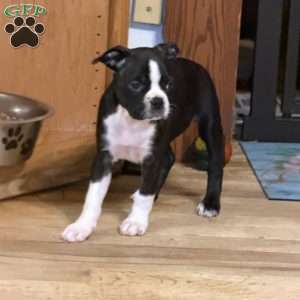 Braylee, Boston Terrier Puppy