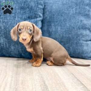 Dixie, Dachshund Puppy