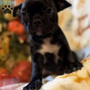 Bella, Boston Terrier Puppy