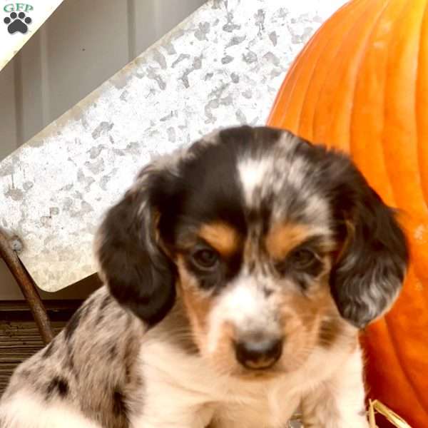 Lil’ Pepperjack, Dachshund Puppy