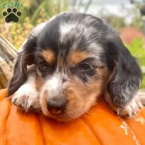 Lil’ Pepperjack, Dachshund Puppy