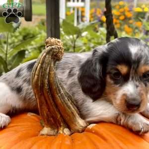 Lil’ Pepperjack, Dachshund Puppy