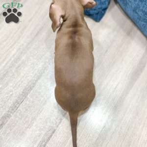 Dixie, Dachshund Puppy