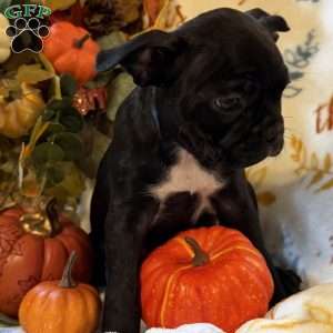 Bella, Boston Terrier Puppy