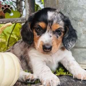 Lil’ Pepperjack, Dachshund Puppy