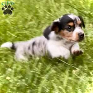 Lil’ Pepperjack, Dachshund Puppy
