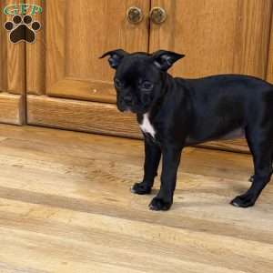 Bella, Boston Terrier Puppy