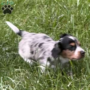 Lil’ Pepperjack, Dachshund Puppy