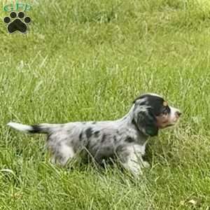 Lil’ Pepperjack, Dachshund Puppy