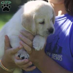 Penelope, Yellow Labrador Retriever Puppy